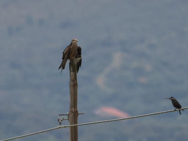 <h3><a href="/trips/extramadura/biota/animalia/chordata/aves/017 accipitriformes/004 accipitridae/milvus migrans/milvus migrans-nl.html">Milvus&nbsp;migrans</a> / Black&nbsp;kite / Zwarte&nbsp;wouw</h3>OM-1 Mark II met OLYMPUS M.150-400mm F4.5 TC, 1/2000 sec  bij F5.6, ISO 2000